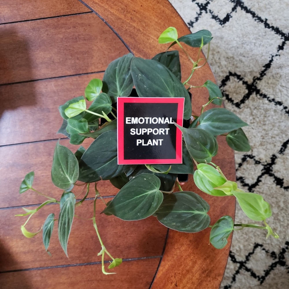 Emotional Support Plant sticker! - Picture 3 of 10